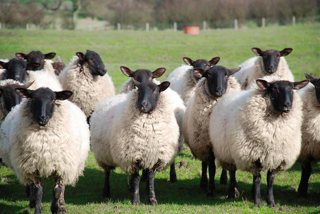 纽西兰北岛推荐景点-纽西兰绵羊.
