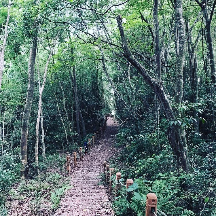 芝生毛台山步道-綠色竹林