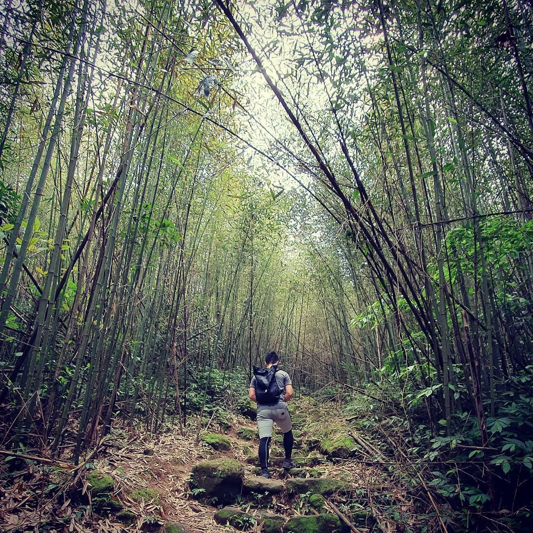 馬拉邦山登山步道-夏季翠綠竹林步道