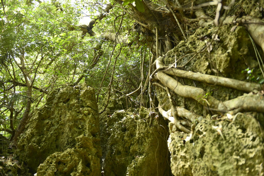 ▲斯卡羅屏東拍攝場景-在墾丁國家森林遊樂區內隨處可見鑲嵌著樹根的高位珊瑚礁岩。