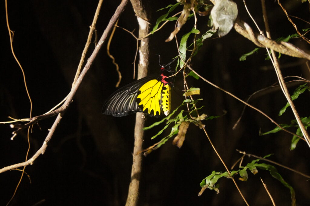 ▲斯卡羅屏東拍攝場景-走入社頂部落，有機會可以看到列入珍稀保育類的黃裳鳳蝶。