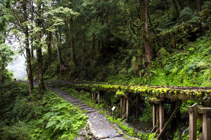 夏日登山消暑路線-宜蘭太平山見晴古道