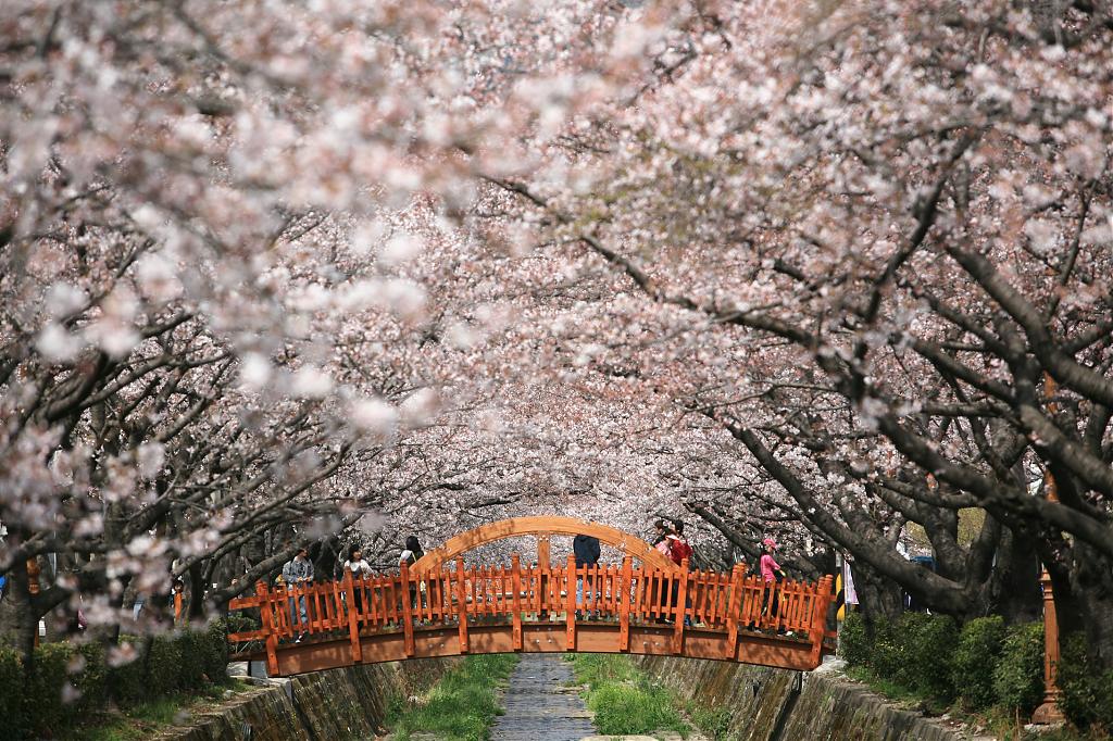 亞洲櫻花季景點-鎮海櫻花季