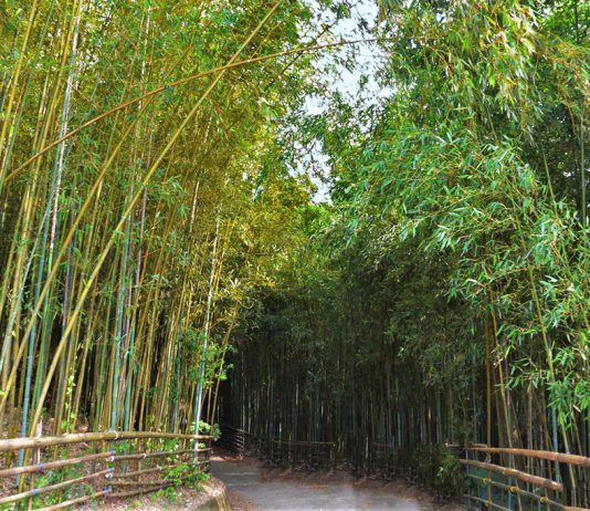 農曆春節旅遊-苗栗烏嘎彥竹林