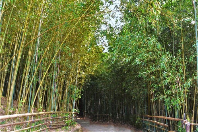 農曆春節旅遊-苗栗烏嘎彥竹林