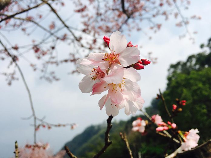 阿里山櫻花