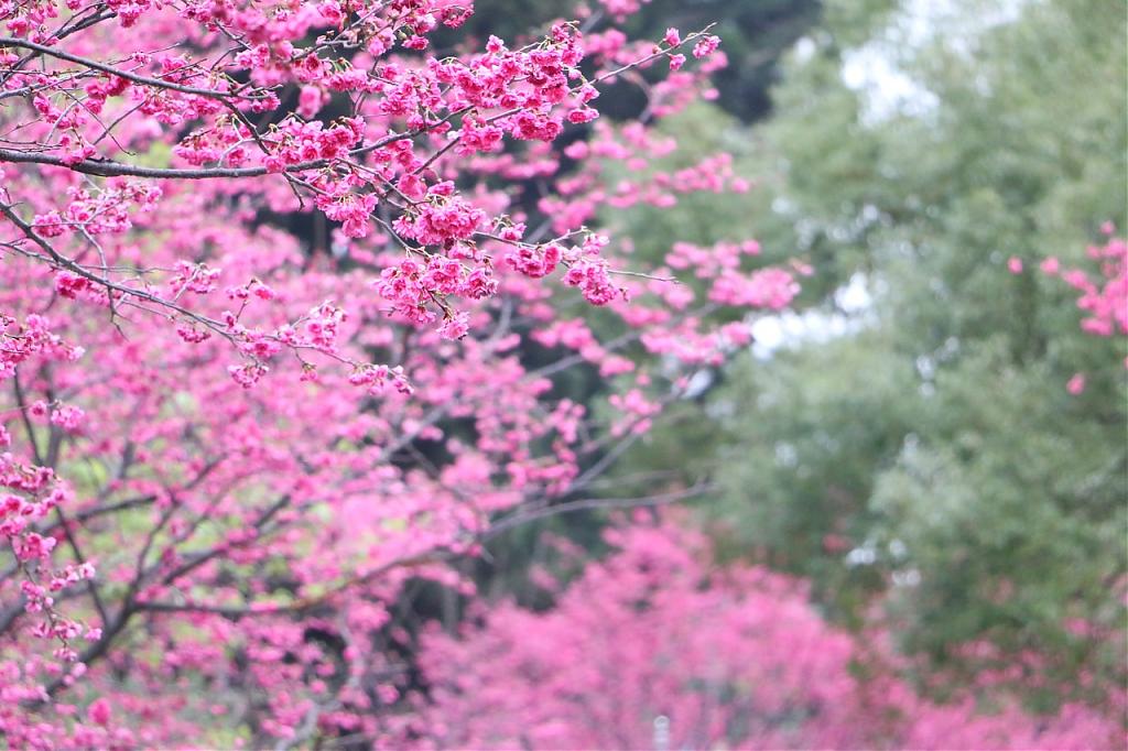 武陵櫻花季-山櫻花