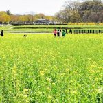 Blog慶州油菜花