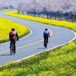 Blog濟州櫻花油菜花：濟州觀光公社提供