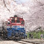 Blog鎮海賞櫻