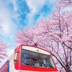 Blog鎮海賞櫻2