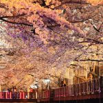 Blog鎮海賞櫻4