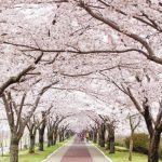 麥島生態公園1024版