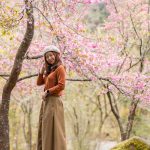 阿里山櫻花季健行