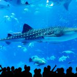 沖繩美麗海水族館