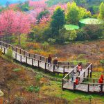 阿里山頂石棹