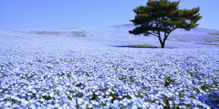 來去東京近郊賞花！茨城國營常陸海濱公園交通、花期懶人包