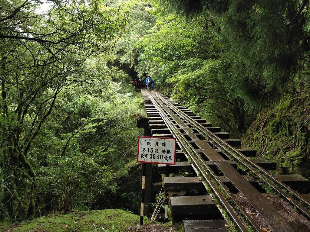 最美森林鐵道步道大集合！走入鐵軌森林步道一窺超夢幻景色