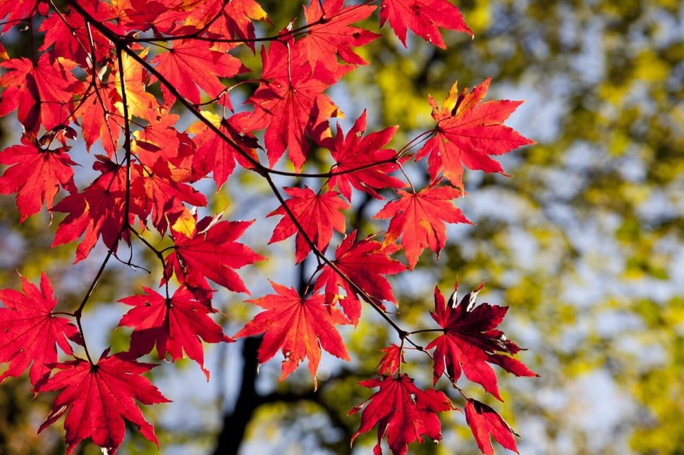 2019最新日本楓葉景點| 日本紅葉預測時間一次看懂— 趣吧旅行筆記