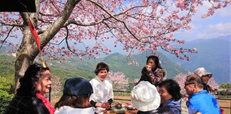 全台櫻花季賞櫻景點推薦-阿里山櫻花季。