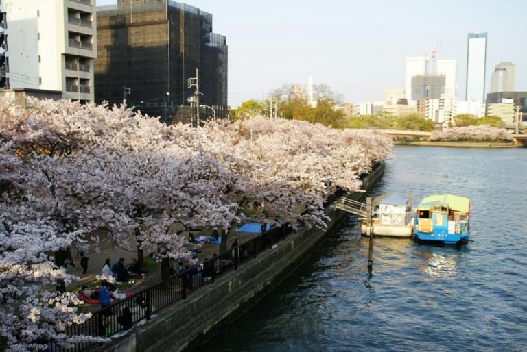 日本大阪櫻花人氣景點！大阪城/造幣局/萬博紀念公園賞櫻去