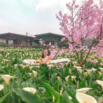 台北景點推薦-陽明山國家公園海芋季