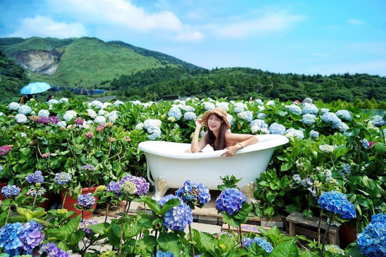 陽明山花季來囉！陽明山海芋×繡球花景點、美食、交通指南