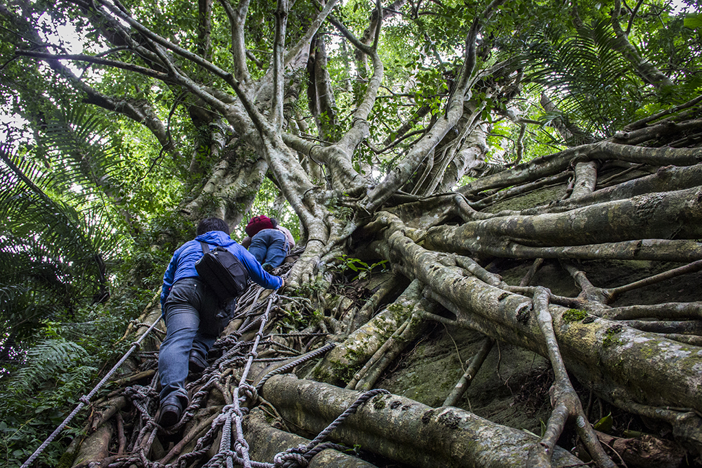 鹿野高台周邊-部落攀樹體驗