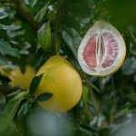 honey-pomelo-2215031_960_720