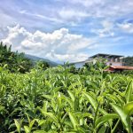 露營美學在地好食-正福茶園