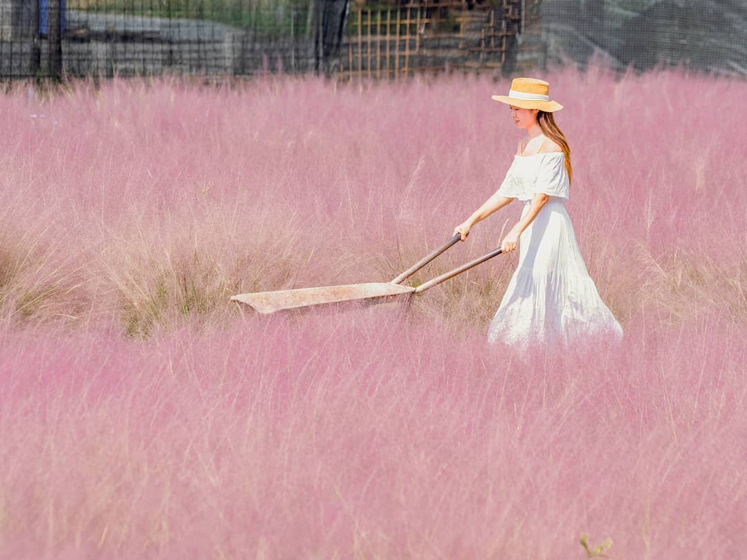 粉黛亂紫草-和平快樂田園