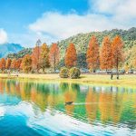 太平山山毛櫸步道附近景點-蜊埤湖落羽松