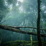 戶外活動特色山徑-加里山