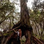 塔曼山魔幻森林步道-台版阿凡達秘境