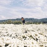 銅鑼特色街區-雪白杭菊