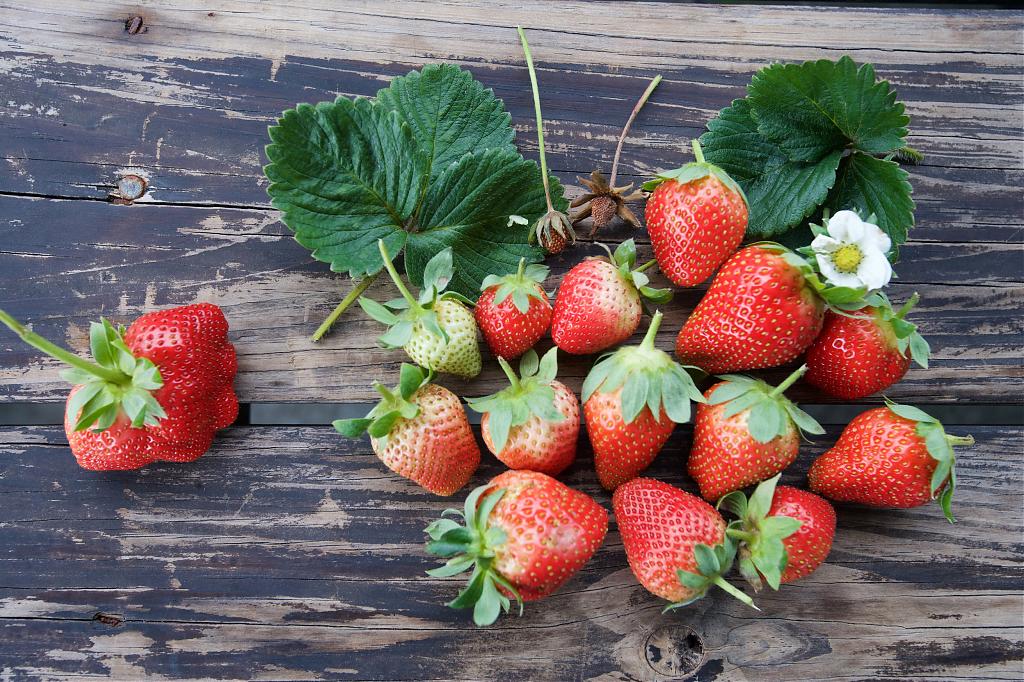 草莓季農村廚房體驗-採草莓趣