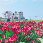 賞海芋景點推薦-桃園彩色海芋季