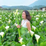 賞海芋景點推薦-陽明山海芋季