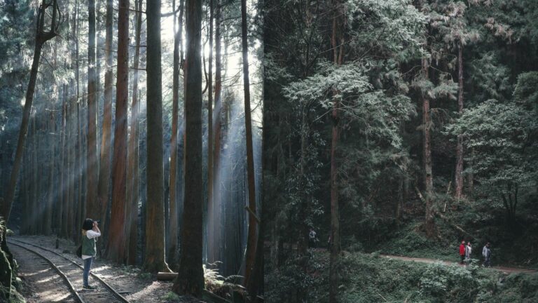 嘉義阿里山特富野古道攻略：斷崖、部落、咖啡深度玩！