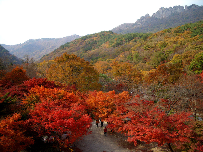 ▲秋天的雪嶽山國家公園長滿楓葉（圖／Tripbaa趣吧！旅遊平台）