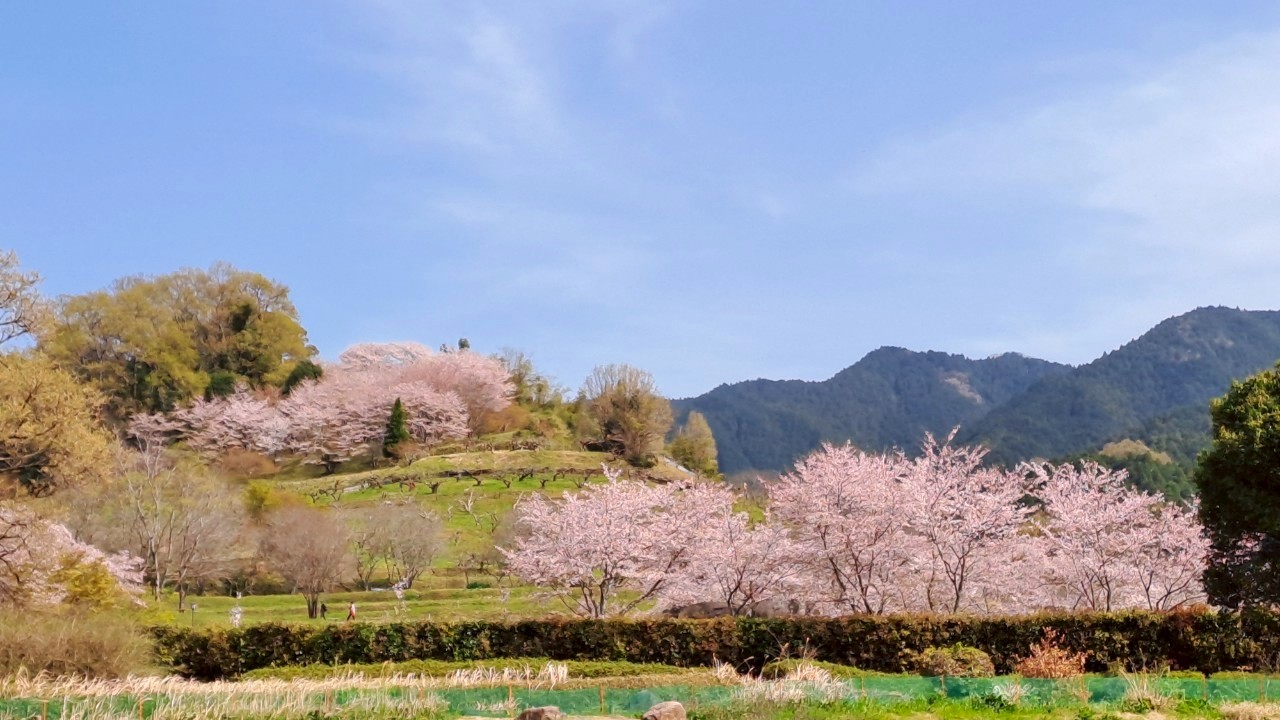 日本自然秘境森林湖泊與山林景觀